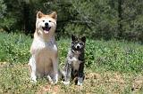 AKITA INU 357